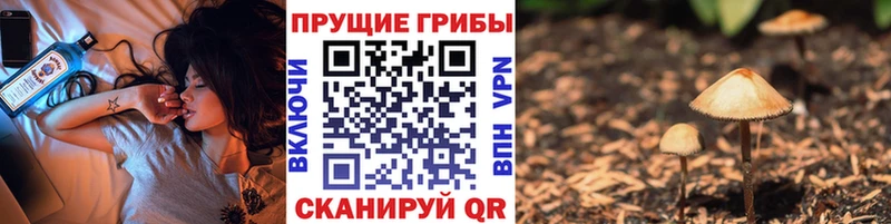 KRAKEN как зайти где можно купить Пионерский Псилоцибиновые грибы Psilocybine cubensis